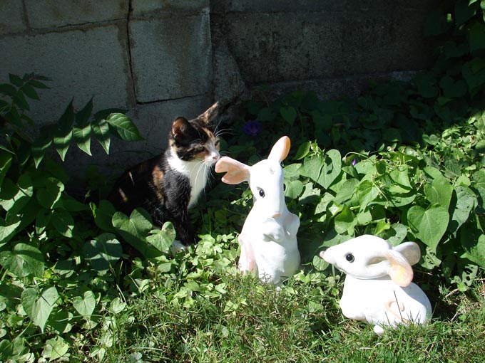 cat